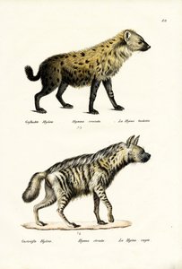 Täplikäs hyaena, 1824 tekijältä Karl Joseph Brodtmann