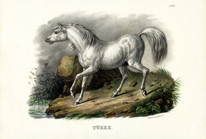 Turkin hevonen, 1824 tekijältä Karl Joseph Brodtmann