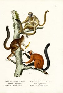 Valkosärmälemur, 1824 tekijältä Karl Joseph Brodtmann