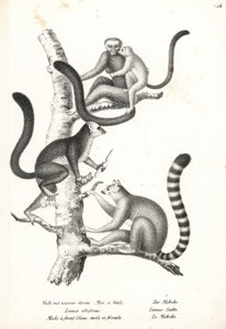 White-headed lemur, Eulemur albifrons, uros ja naaras, uhanalainen 1 ja rengashäntälemur, Lemur catta, uhanalainen 2. Karl Joseph Brodtmannin litografia Heinrich Rudolf Schinzin kuvitetusta ihmisten ja eläinten luonnonhistoriasta tekijältä Karl Joseph Brodtmann