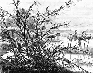 Lintuparlamentti Menaleh-järvellä, 1880