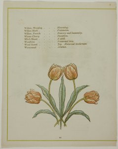 Koristeellinen kuvitus teoksesta The Illuminated Language of Flowers tekijältä Kate Greenaway