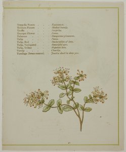 Valerian Through Volkamenia, kirjasta The Illuminated Language of Flowers tekijältä Kate Greenaway