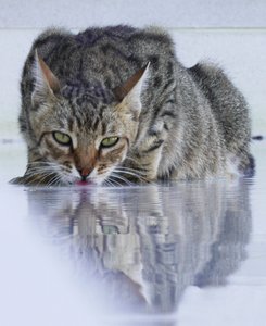 Cool Cat, 2022, valokuva