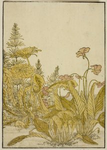 Kevään kukat: Violetteja ja voikukkia, kirjasta "Mirror of Beautiful Women of Pleasure Quarters (Seiro bijin awase sugata kagami)," voi. 1 tekijältä Katsukawa Shunsho