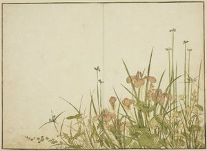 Kesäkukat: iirikset ja vesipannukka, kirjasta "Mirror of Beautiful Women of Pleasure Quarters (Seiro bijin awase sugata kagami)," voi. 1 tekijältä Katsukawa Shunsho