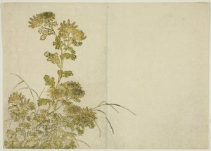Talvikukat: Krysanteemit, kirjasta "Mirror of Beautiful Women of Pleasure Quarters (Seiro bijin awase sugata kagami)," voi. 1 tekijältä Katsukawa Shunsho