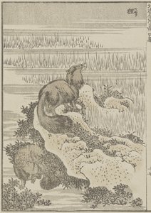 Mäyrä, c. 1840 (puupainatus) tekijältä Katsushika Hokusai