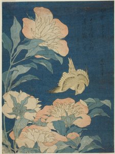 Kanaria ja pioni (kanarialintu, shakuyaku), nimettömästä kukkien ja lintujen sarjasta tekijältä Katsushika Hokusai