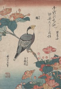 Grosbeak on Mirabilis, nimettömästä sarjasta nimeltä Small Flowers tekijältä Katsushika Hokusai