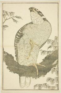 Hawk, The Picture Book of Realistic Paintings of Hokusai (Hokusai shashin gafu) tekijältä Katsushika Hokusai