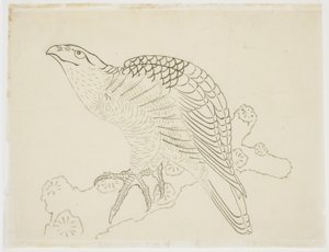 Hawk on a Branch (tutkimus) tekijältä Katsushika Hokusai