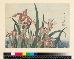 Iirikset ja heinäsirkka, pubi. kirjoittanut Nishimura Eijudo, n. 1832, (yoko-e - vaakamuoto, värillinen puupainatus) tekijältä Katsushika Hokusai