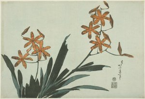 Oranssit orkideat nimettömästä kukkasarjasta tekijältä Katsushika Hokusai