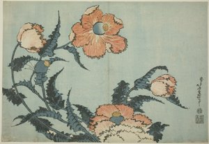 Poppies, from an untitled series of flowers tekijältä Katsushika Hokusai