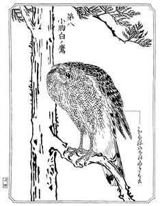 Haukka, 1898. tekijältä Kawanabe Kyosai