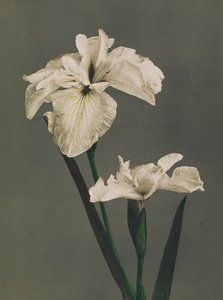 Iris Kaempferi, 1896 (käsinvärinen kollotyppi)