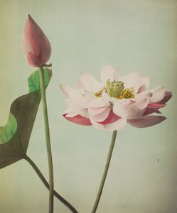 Lotus, 1896 (käsinvärinen kollotyyppi)