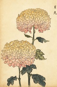Hybridikultainen ja vaaleanpunainen pompon krysanteemi.,1893 (kaiverrus)