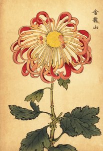 Hybridi vaaleanpunainen kihara lusikka krysanteemi.,1893 (kaiverrus)