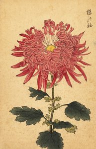 Hybridi vaaleanpunainen quill chrysanthemum., 1893 (kaiverrus)