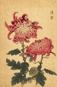 Hybridi lohen-vaaleanpunainen krysanteemi., 1893 (kaiverrus)