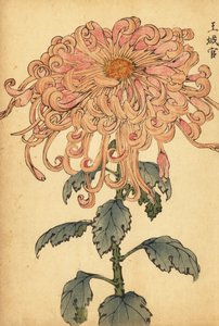 Hybridi lohenvaaleanpunainen krysanteemi käpristyneillä terälehdillä.,1893 (kaiverrus)