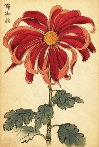 Hybridi tulipunainen ja vaaleanpunainen krysanteemi.,1893 (kaiverrus)