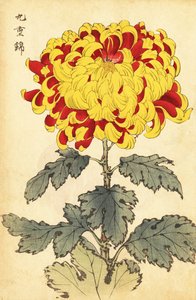 Hybridi tulipunainen ja keltainen krysanteemi.,1893 (kaiverrus)