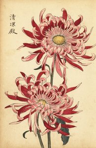 Hybridikirjava vaaleanpunainen ja helakanpunainen hämähäkkikrysanteemi., 1893 (kaiverrus)