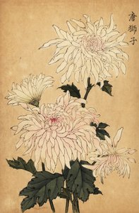 Hybridivalkoinen krysanteemi, Chrysanthemum indicum. ,1893 (kaiverrus)