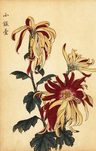 Hybridikeltainen ja karmiininpunainen krysanteemi., 1893 (kaiverrus)