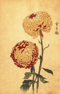 Hybridikeltainen ja helakanpunainen pompon krysanteemi.,1893 (kaiverrus)