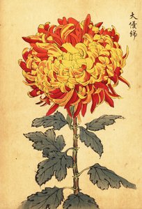 Hybridikeltainen ja tulipunainen pompon krysanteemi.,1893 (kaiverrus)