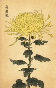 Hybridikeltainen krysanteemi., 1893 (kaiverrus)