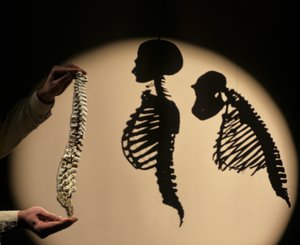 DOH, ensimmäiset askeleet, selkärangan rekonstruktio, Bruce Latimer, Cleveland Museum of Natura... tekijältä Kenneth Garrett