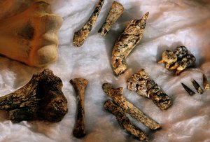 Hominidien luut ja nykyihmisen olkaluu (ylävasemmalla) kokovertailua varten, Drimolean... tekijältä Kenneth Garrett
