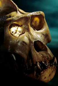 Homo Erectus, Gorilla ja Tarsier, Suurimmat ja pienimmät kädelliset, Bruce Latimerin laboratorio... tekijältä Kenneth Garrett