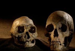 Homo erectus -kallo, hampaaton, ja nykyihmisen kallo, Dmanisi tekijältä Kenneth Garrett