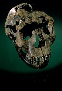 Turkana Boy, Kenia, Länsi-Turkana, Turkana-järvi, KNMER-WT15000, H. erectus, Nariokotome..., 2008 (kuva) tekijältä Kenneth Garrett
