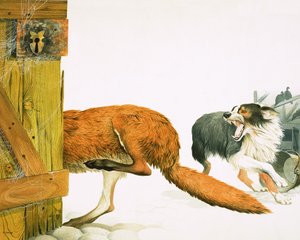 Collie-koira ajaa ketun karkuun