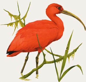 I for Ibis tekijältä Kenneth Lilly