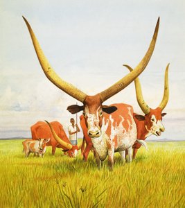 Pisimmät sarvet! ... Kuuluvat Ugandan bahima-pitkäsarviseen karjaan.