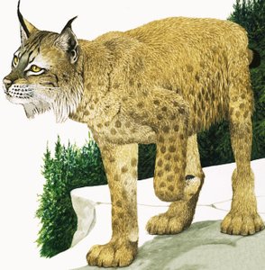 Lynx
