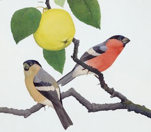 Härkälintu (guassi paperille)