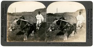 Maanviljelyä lähellä Soulia, Etelä-Korea, 1900-luku. tekijältä Keystone View Company