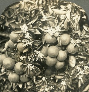 Appelsiininkukat ja kypsät appelsiinit kasvavat samassa puussa, Kalifornia, 1900. tekijältä Keystone View Company
