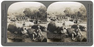 Aamuisen virtahevon metsästyksen tulos Mlembo-joella, Rhodesiassa, Afrikassa, 1910 tekijältä Keystone View Company