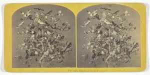 Birds of New England, 185575. Tekijät: Kilburn Brothers, BW Kilburn.