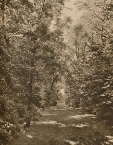 "A Woodland Glade muutaman sadan jaardin sisällä Earl